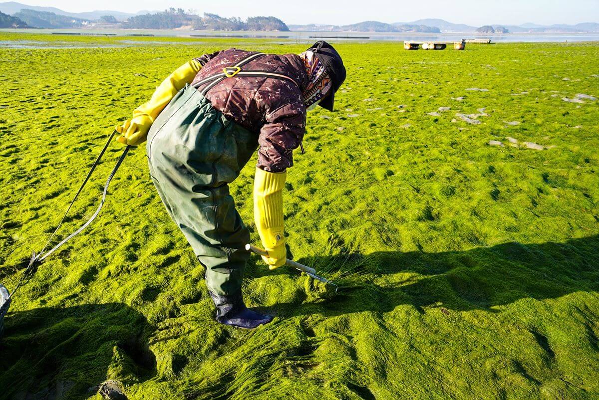 생방송오늘저녁 감태 온라인 주문 방법! 충남 서산