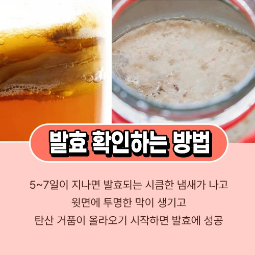 콤부차 발효