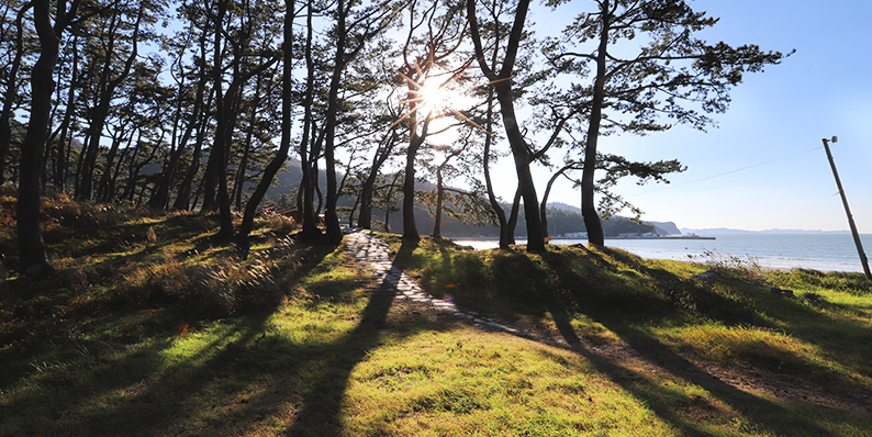 관매도 해변과 곰솔림1