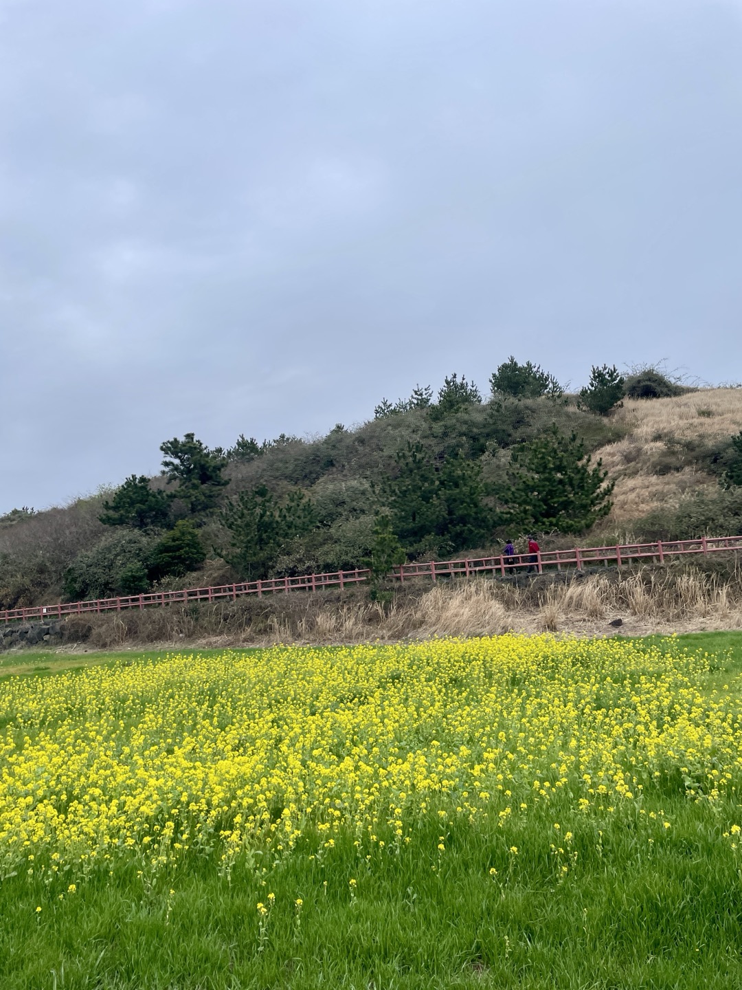 제주 유채꽃 필수 코스