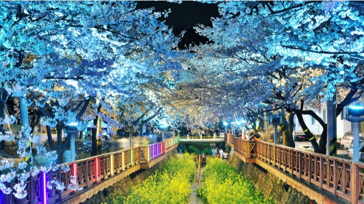 진해 군항제 여좌천야경