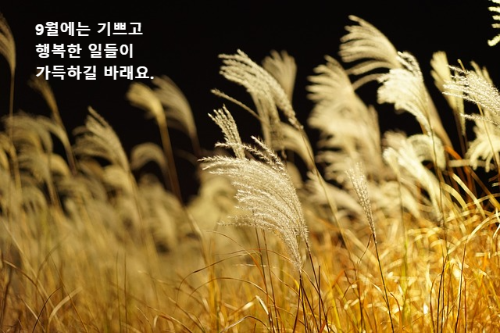 바람에 흔들리는 갈대