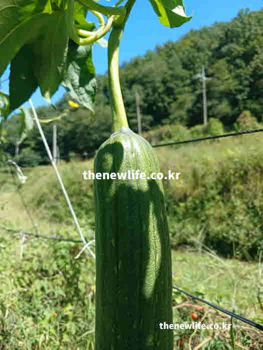 수세미 효능 먹는 방법 차