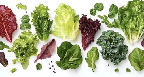 시금치&amp;#44; 케일