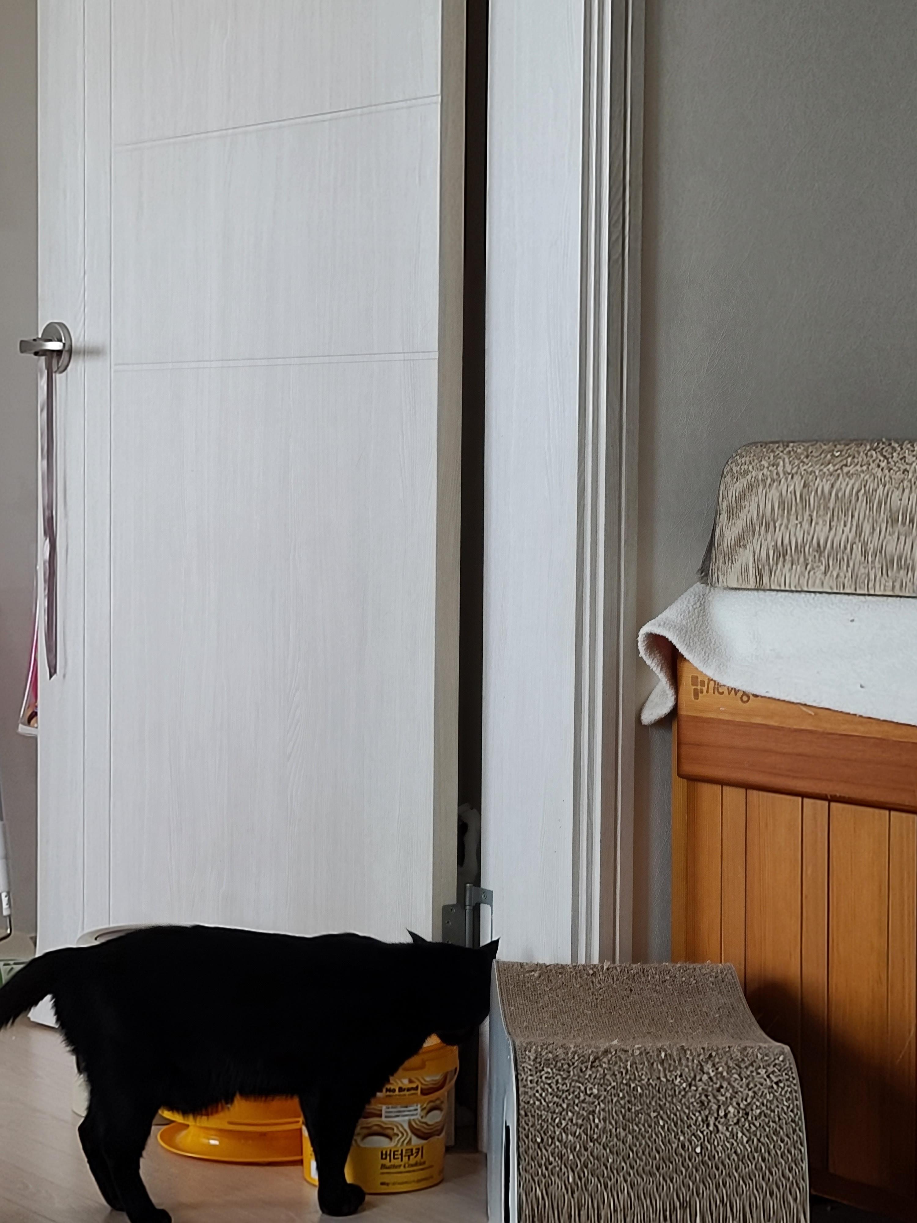 사차원 삼색이 고양이의 '나 찾아보라냥~'