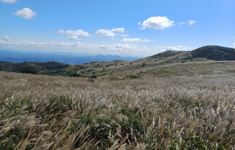 황매산 억새축제