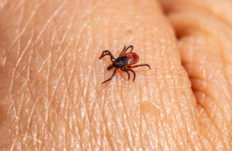 라임병 유발 진드기, 특징과 예방 방법 (물렸을 때 대처 방법은?) (이미지 pixabay)