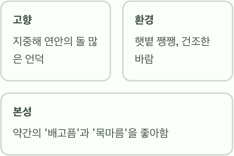 라벤더는 '건조한 언덕'의 아이