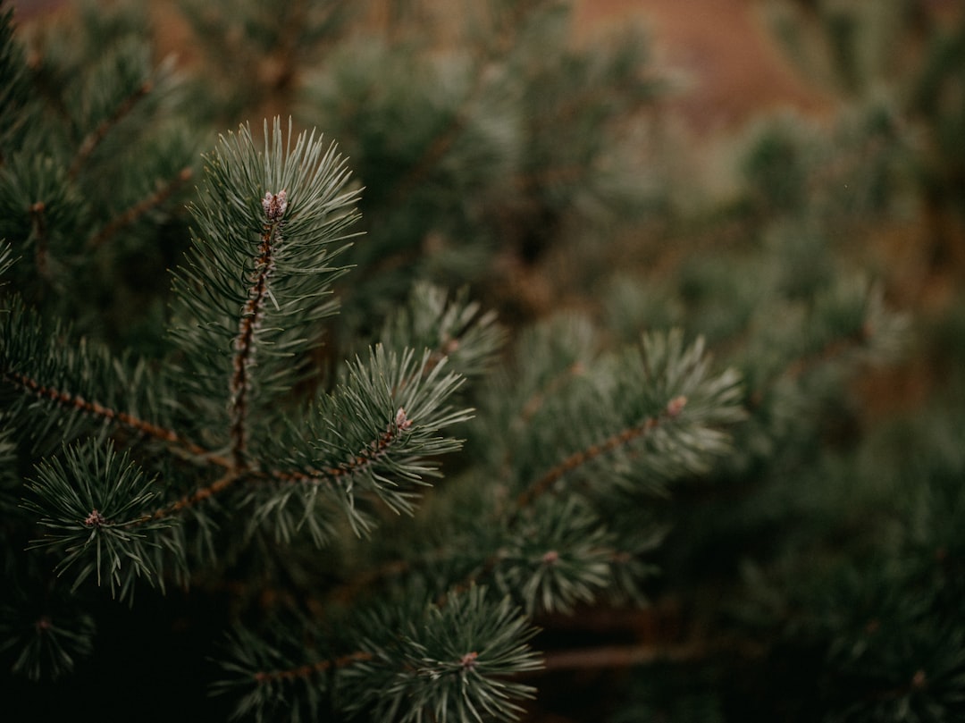 Pine.