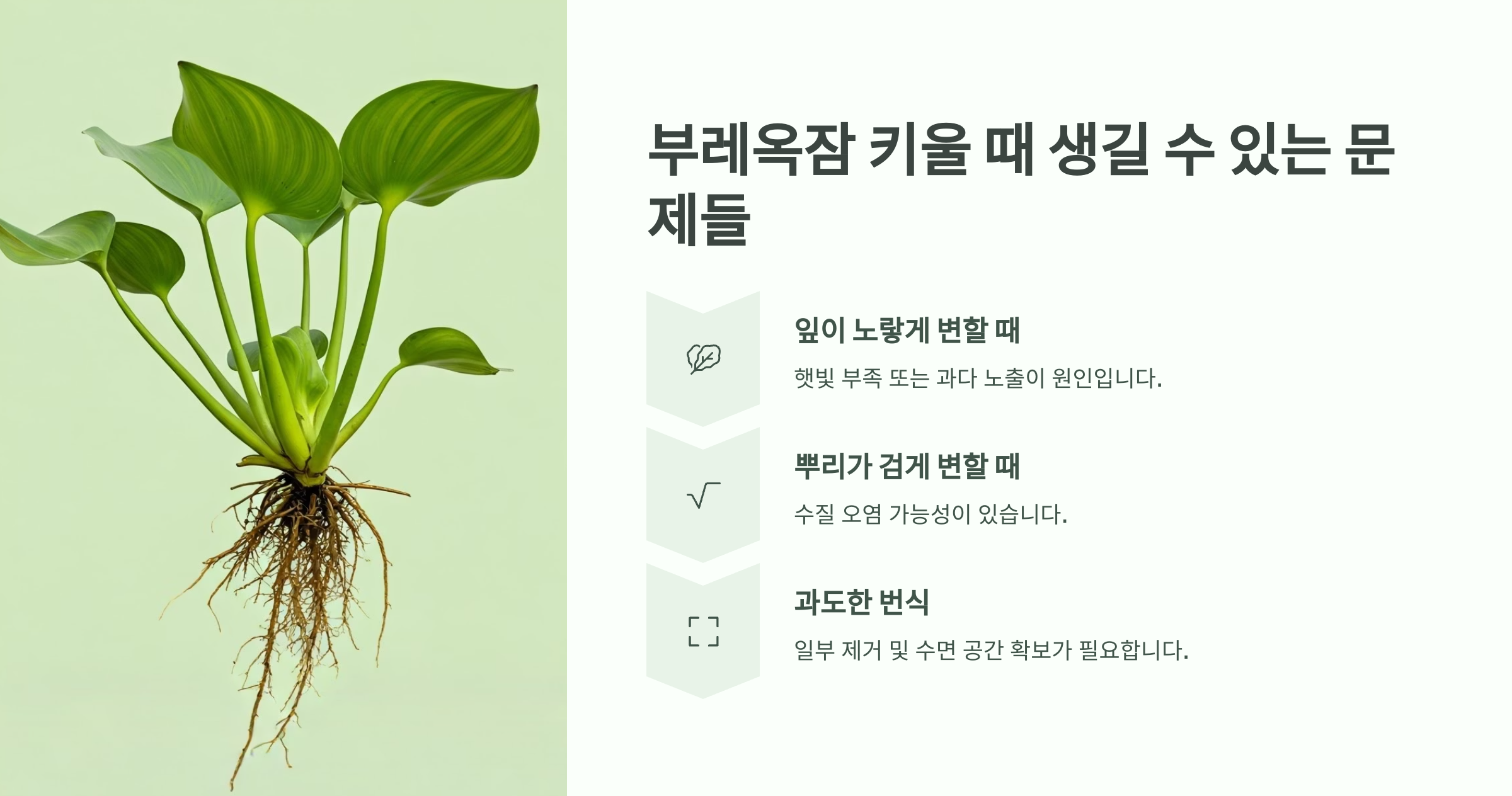 부레옥잠