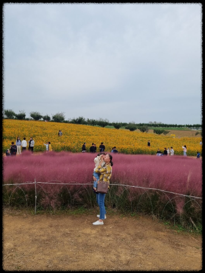 안성팜랜드 핑크뮬리,코스모스 가을 사진여행 추천합니다.