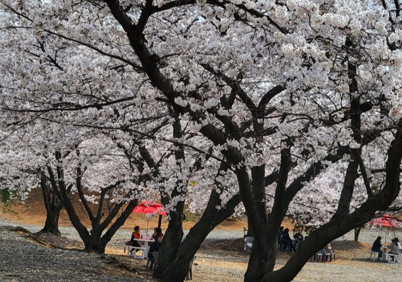 SK인천석유화학 벚꽃동산4