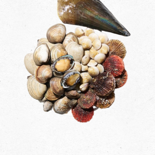 모시조개를 손질하는 모습