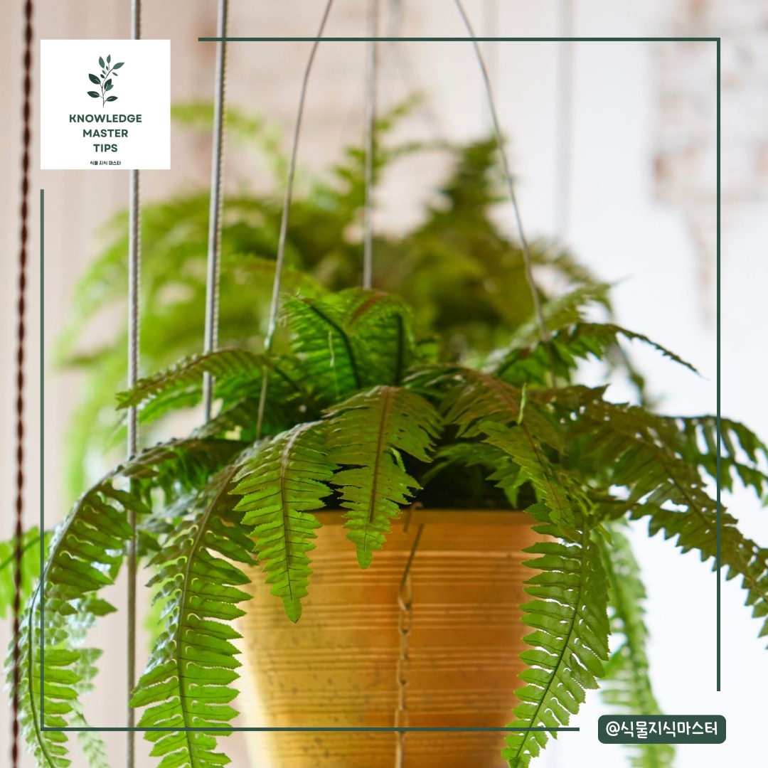 초미세먼지 잡는 실내 식물 - 보스턴 고사리