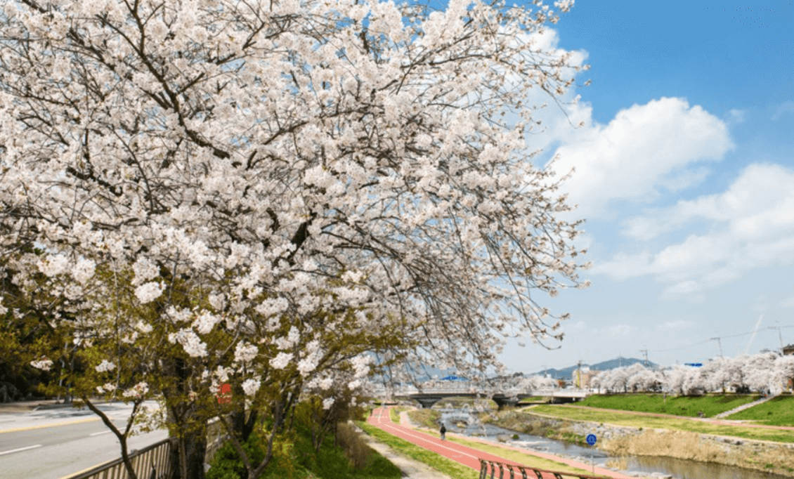 2025 정읍 벚꽃축제 총정리