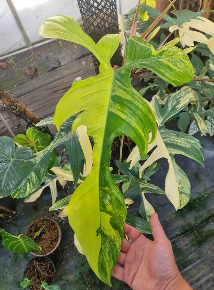 필로덴드론 플로리다는 하늘을 나는 새모양의 특이한 잎을 가지고 있습니다. 그 중 무늬종인 필로덴드론 플로리다뷰티는 녹색과 흰 무늬가 아름답게 섞여 있으며&#44; 무늬의 경우 처음에는 연녹색이었다가 차차 노랗거나 하얀색으로 변해갑니다.