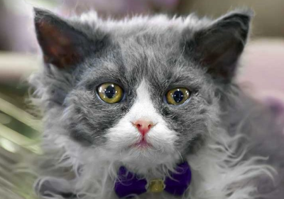 셀커크 렉스의 이미지