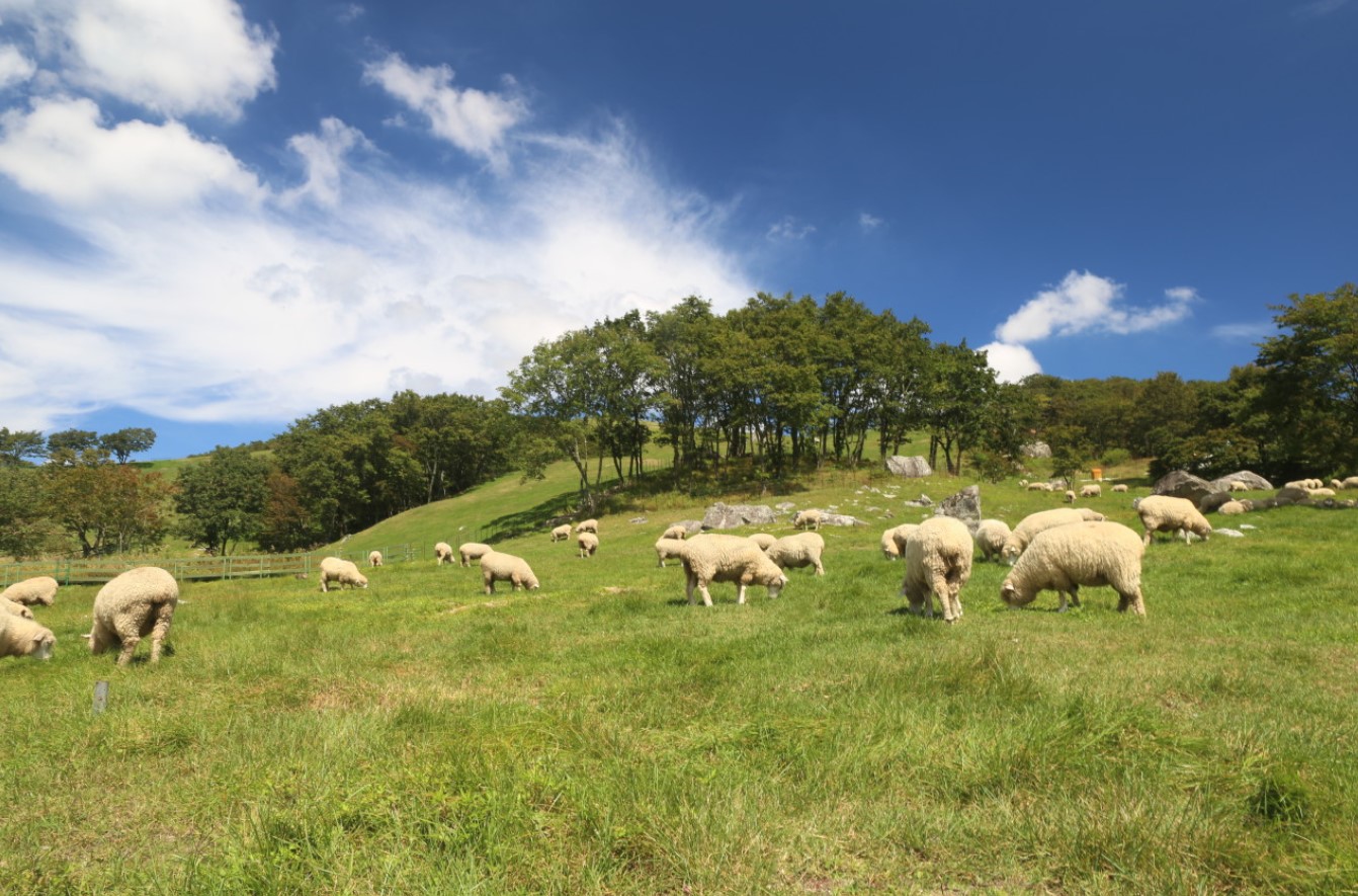 대관령-양떼목장