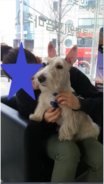 전 세계에서 가장 비싼 강아지 TOP20 몸값 높은 명품견 총정리 안내_18