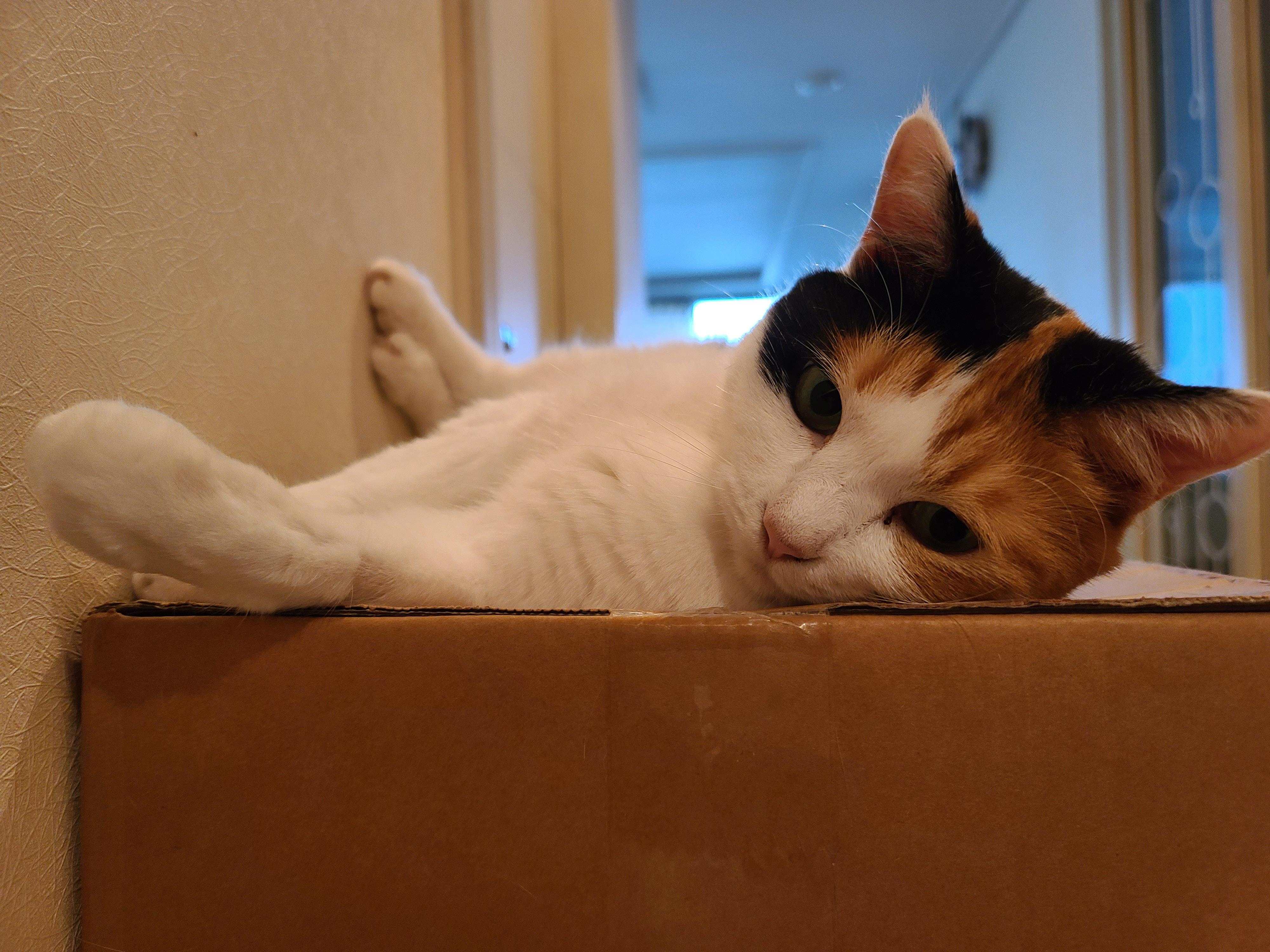 우리집 고양이 요미의 핫플레이스는 쌓아놓은 택배상자 위!