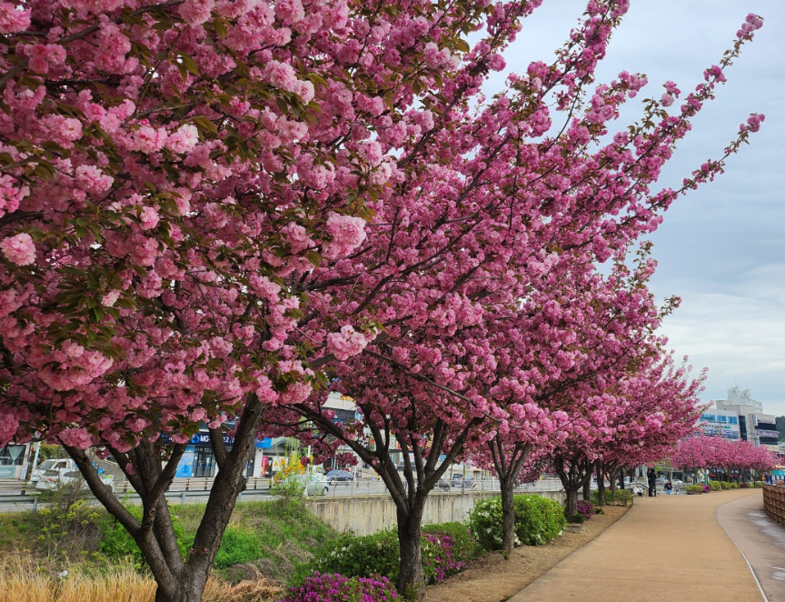 구미 들성생태공원 겹벚꽃