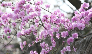 2025년 진달래 개화시기