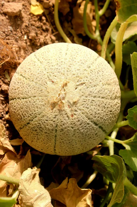 반으로-자른-멜론-사진