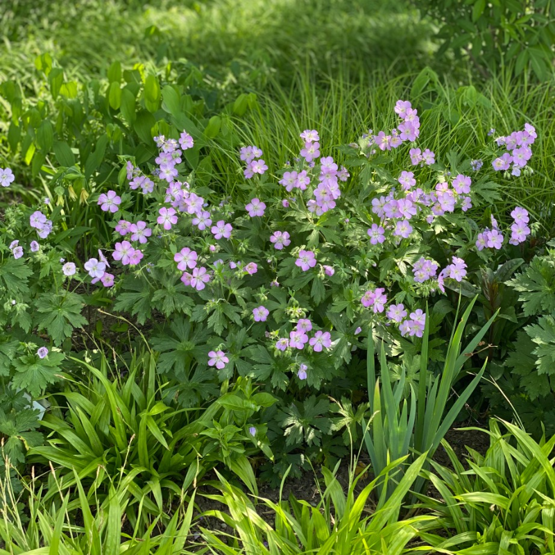 제라늄 키우기 삽목 종류 잎이 노래지는 이유 물주기 가지치기 꽃말 분갈이
