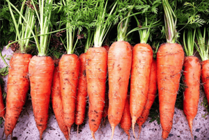 폐에좋은음식16