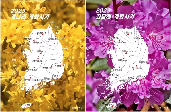 2023 개나리 개화시기 진달래 개화시기