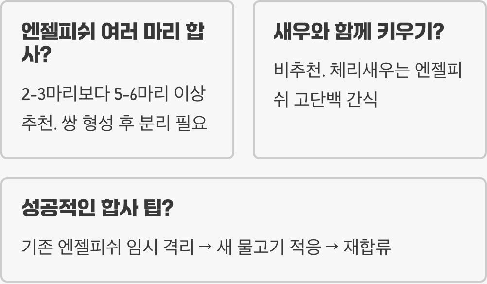 엔젤피쉬 합사 가능한 어종 BEST 5 (구피, 네온테트라)