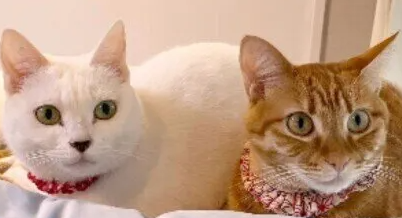 고양이 싸움은 중재해야 하나?