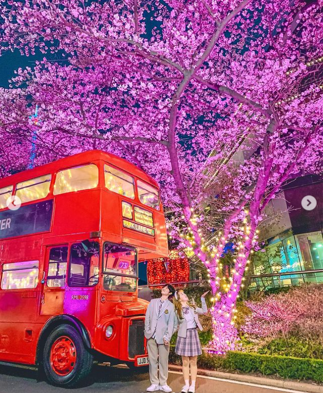 이월드 벚꽃축제