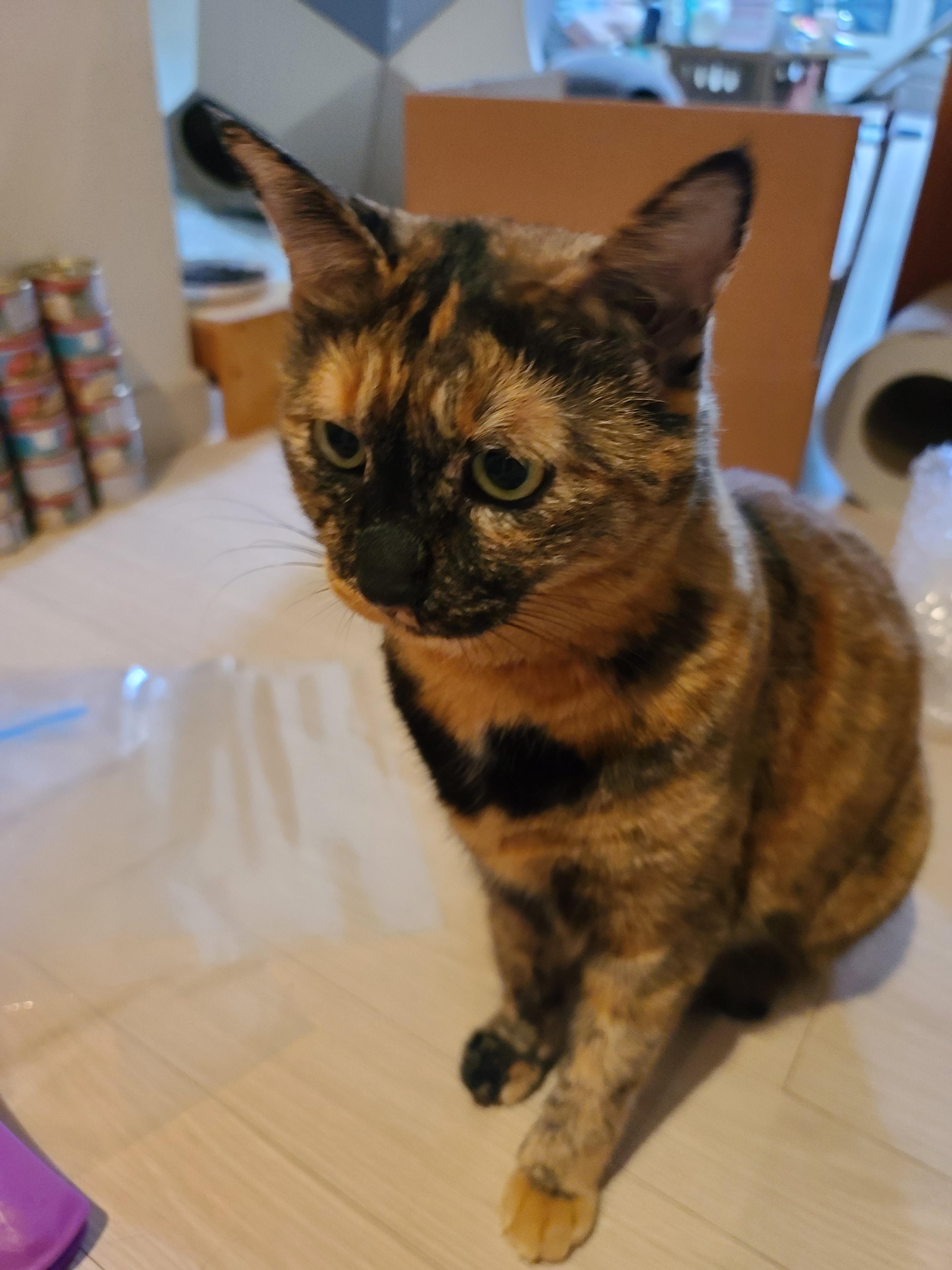 사료 소분 방해하는 고양이들.(feat. 파미나 사료)