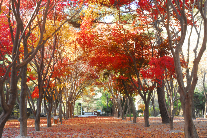 경기-가평-두레캠핑장-사진-입니다.
