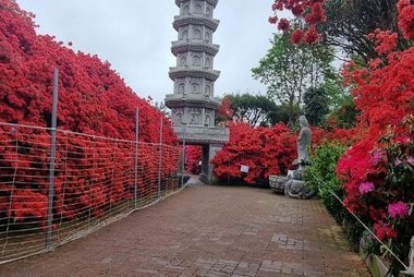 강진 서부해당화 봄꽃 축제
