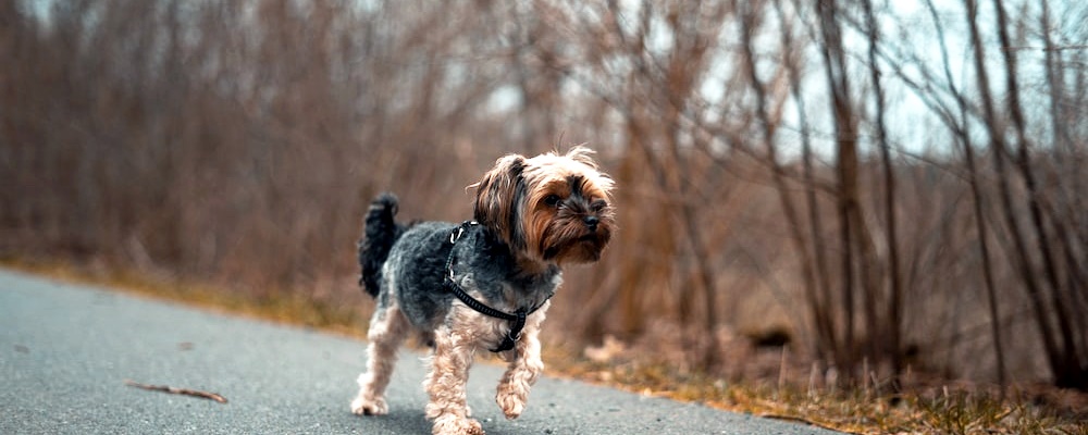 강아지 앉아 훈련 15