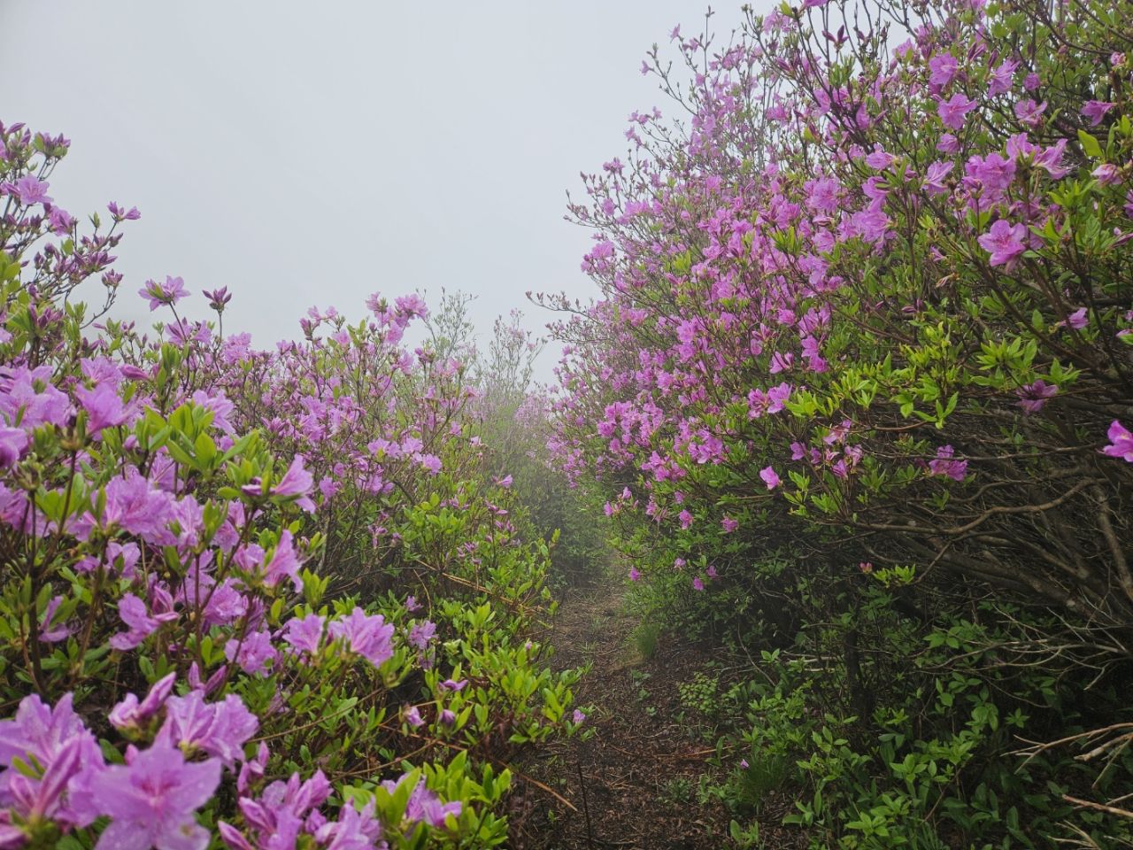 [5월 축제]2025 산청 황매산 철쭉제❘개요, 체험 프로그램 예약, 철쭉 실시간 개화상황