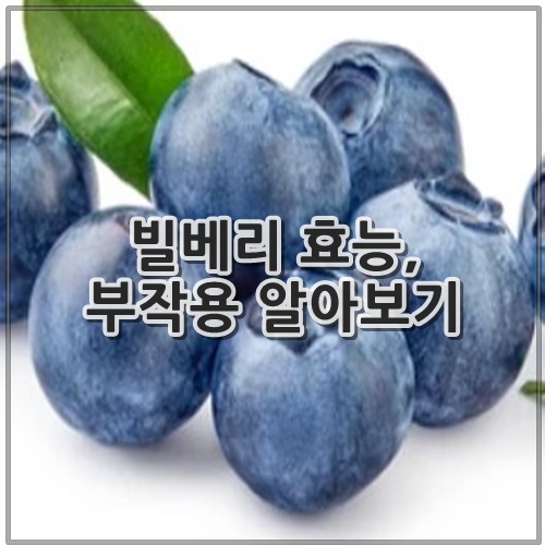 빌베리 효능, 부작용 알아보기