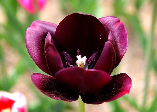 고양국제꽃박람회 2025! 일산 호수공원 개막일·입장료·주차 총정리