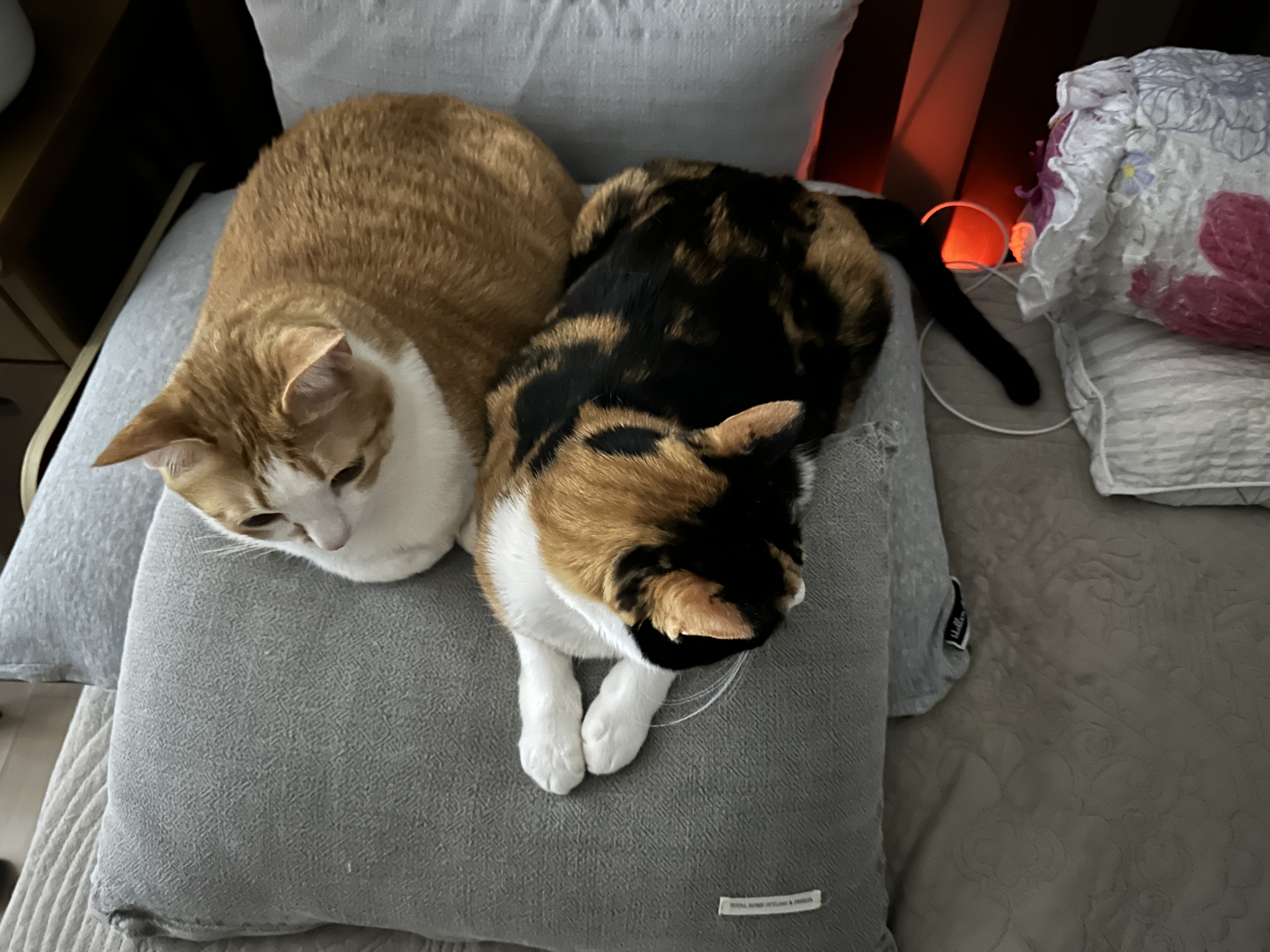 쿠션 하나를 나눠쓰는 다정한 고양이 커플 호야랑 다다 (feat.집사는 잘곳을 잃고 방황을..)