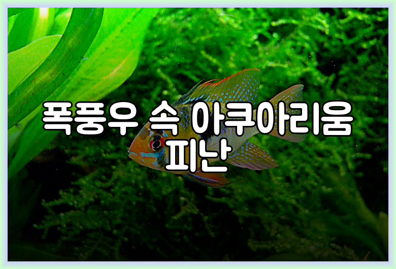 폭풍우 속 아쿠아리움 피난