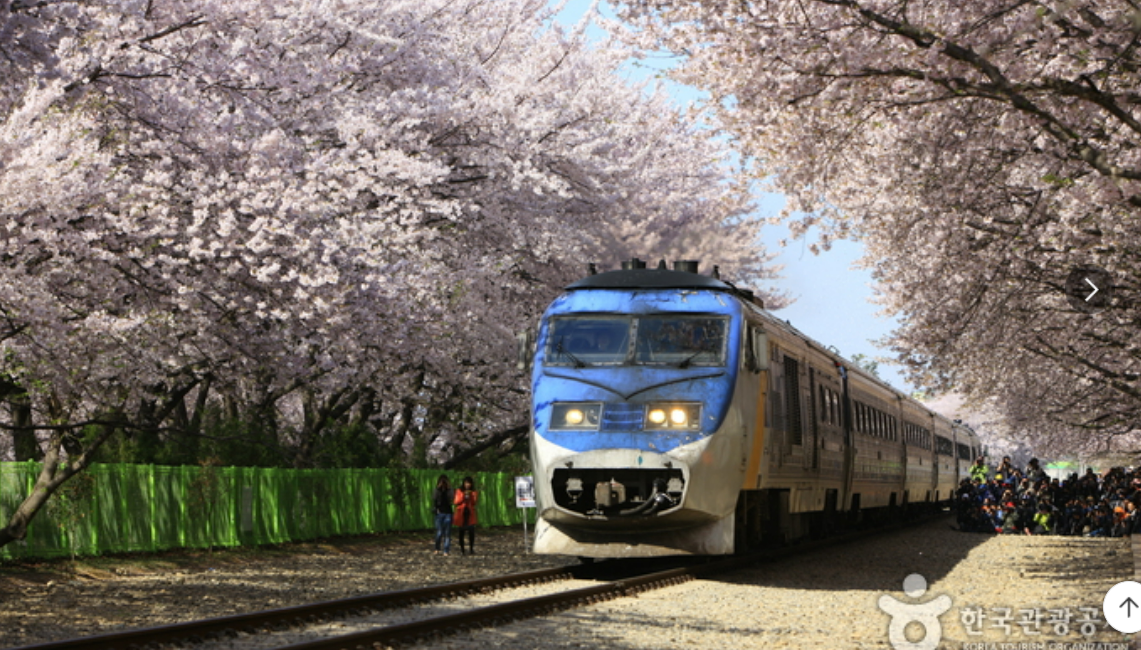 진해군항제 경화역 벚꽃명소