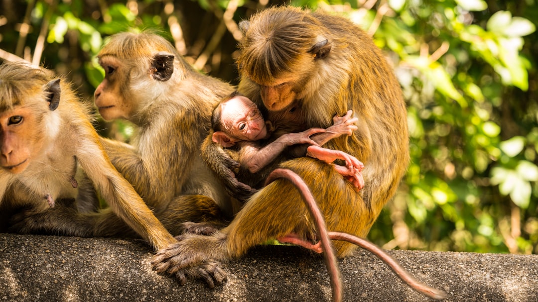 Postnatal care