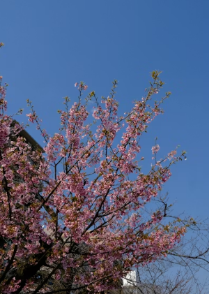 2026 전국 벚꽃 명소 완벽 가이드