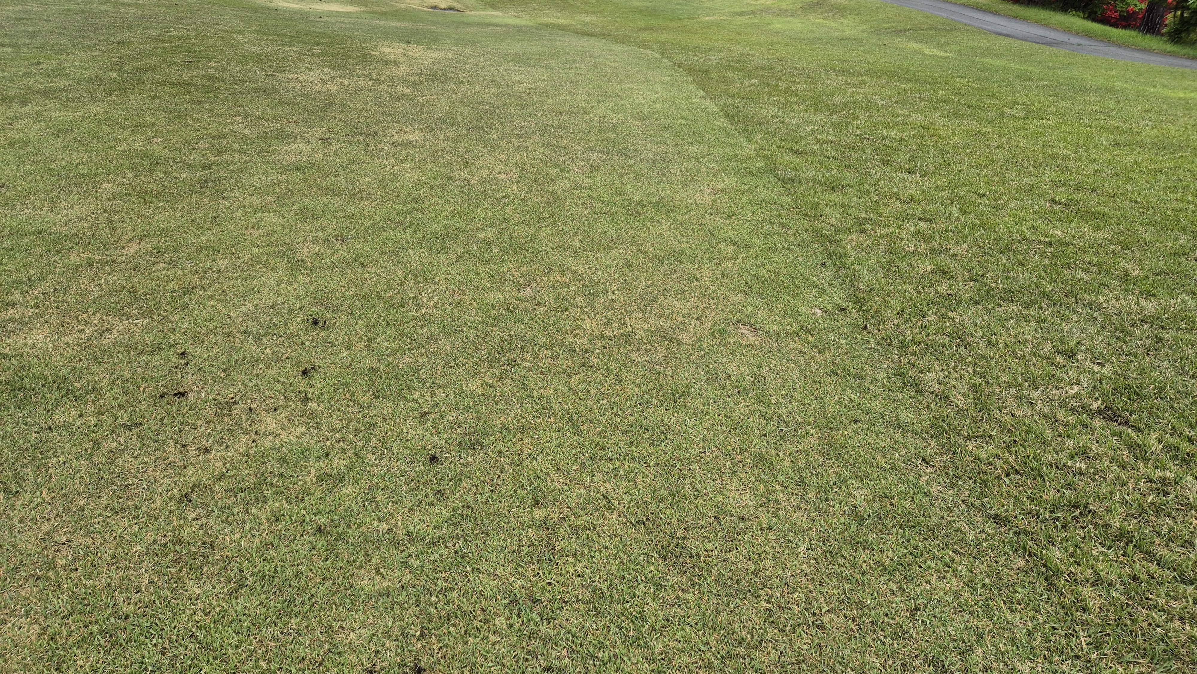 엘리시안 강촌cc 라운드 후기