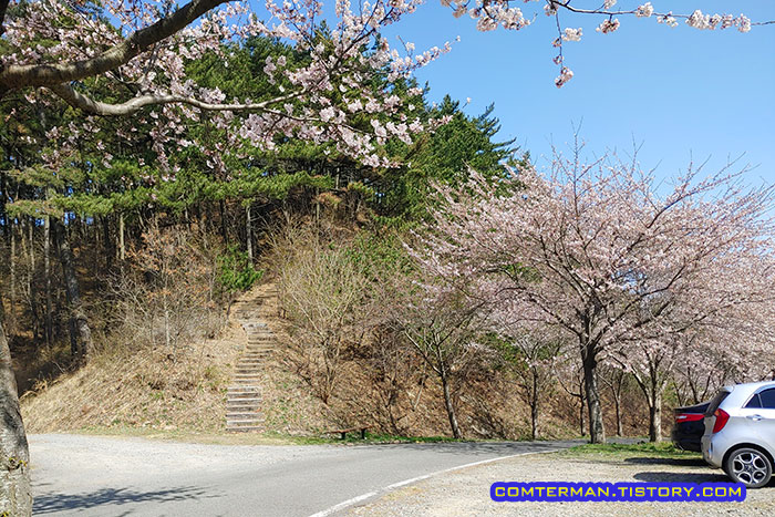 태안 가재산 벚꽃
