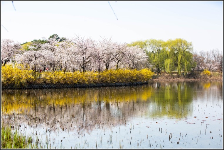 일산 호수공원 벚꽃