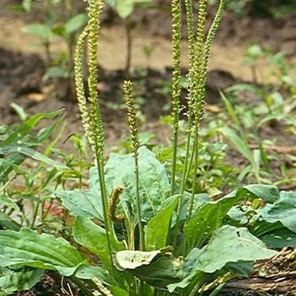 차전초 사진출처 심폴