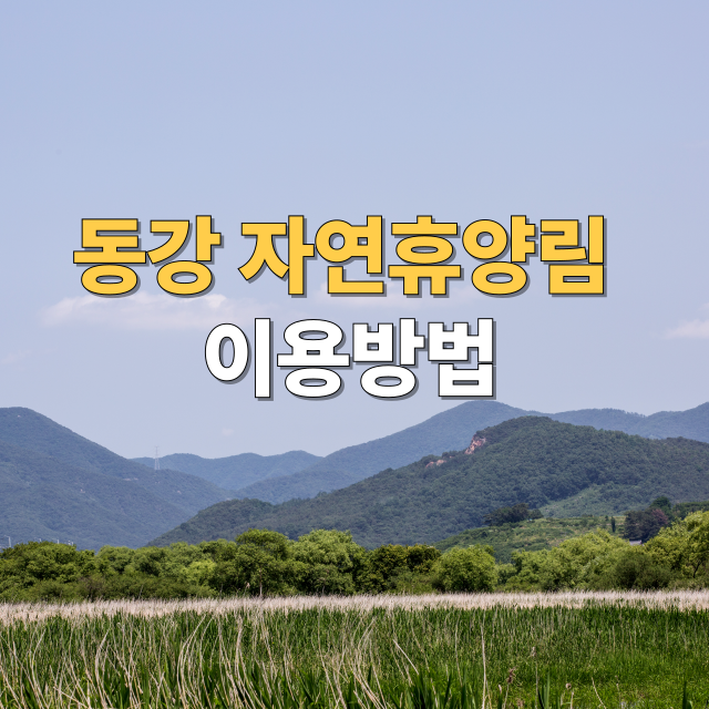 더보기
동강전망자연휴양림 예약 방법, 주차장, 맛집, 여행지 정리